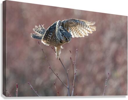 Northern Hawk Owl Canvas Print