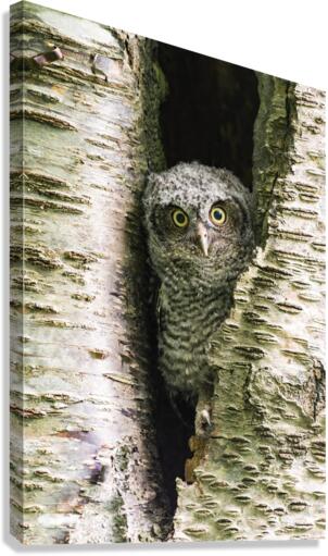 Western Screech Owlet Canvas Print