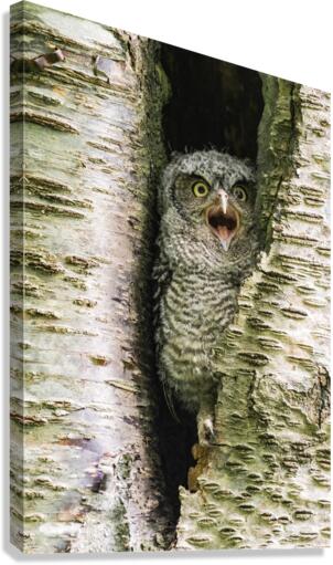 Western Screech Owlet Canvas Print