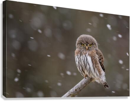 Northern Pygmy Owl Canvas Print