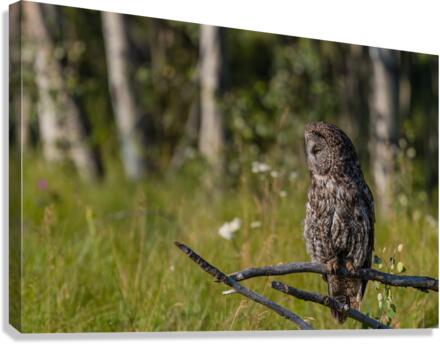 Great Gray Owl Canvas Print