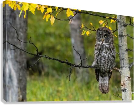 Great Gray Owl Canvas Print