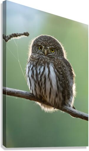 Northern Pygmy Owl Canvas Print