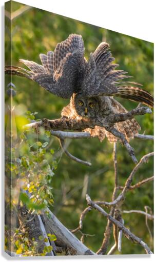 Great Gray Owlet Canvas Print