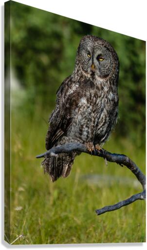 Great Gray Owl Canvas Print
