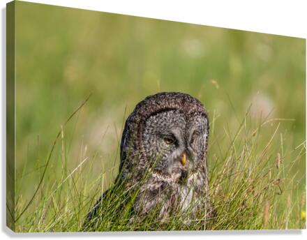 Great Gray Owl Canvas Print