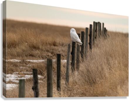 Snowy Owl Canvas Print