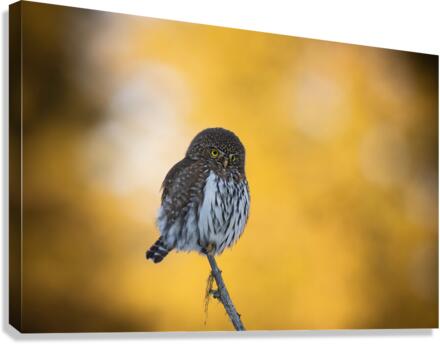 Northern Pygmy Owl Canvas Print