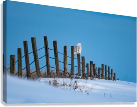 Snowy Owl Canvas Print