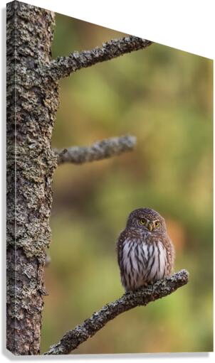 Northern Pygmy Owl Canvas Print