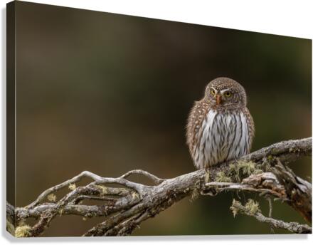 Northern Pygmy Owl Canvas Print