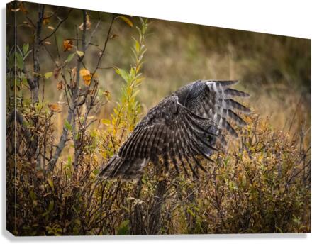 Great Gray Owl Canvas Print