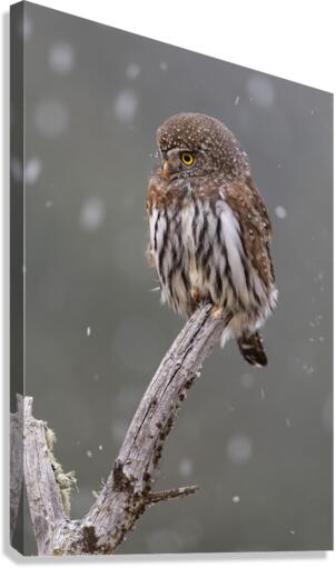 Northern Pygmy Owl Canvas Print