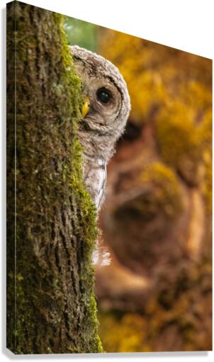 Barred Owlet Canvas Print
