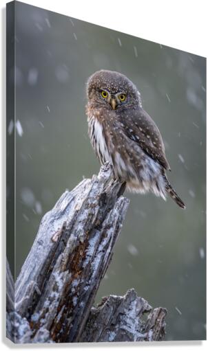 Northern Pygmy Owl Canvas Print