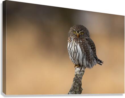 Northern Pygmy Owl Canvas Print