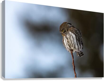 Northern Pygmy Owl Canvas Print