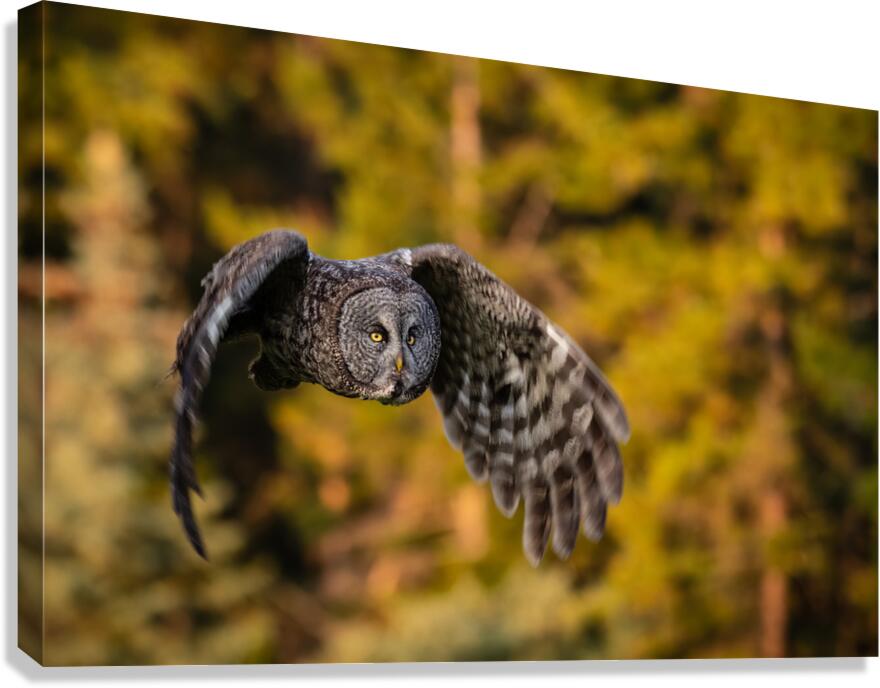 Great Gray Owl Canvas Print