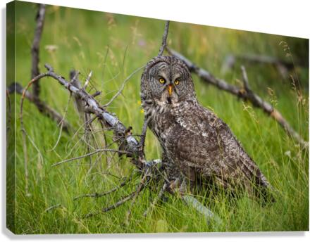 Great Gray Owl Canvas Print
