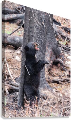 Black Bear Canvas Print