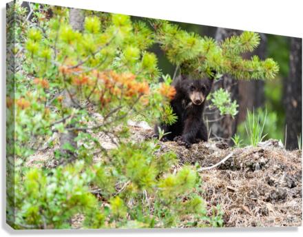 Black Bear Cub Canvas Print