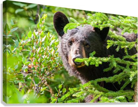 Black Bear Canvas Print