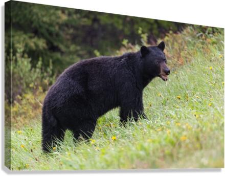 Black Bear Canvas Print