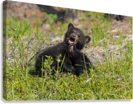 Black Bear Cubs Canvas Print