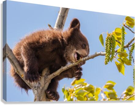Black Bear Cub Canvas Print