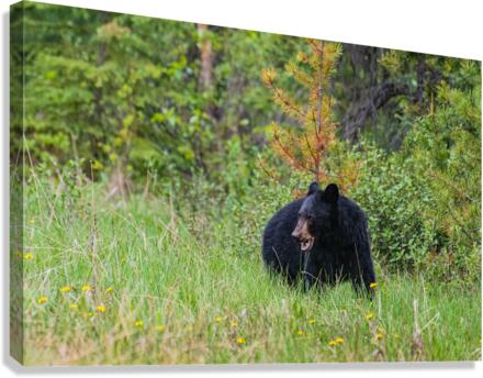 Black Bear Canvas Print