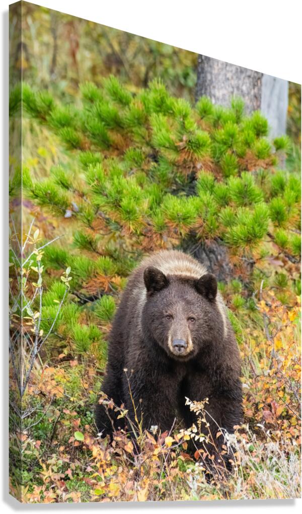 Black Bear Canvas Print