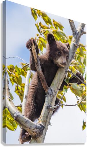 Black Bear Cub Canvas Print