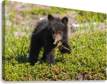 Black Bear Cub Canvas Print