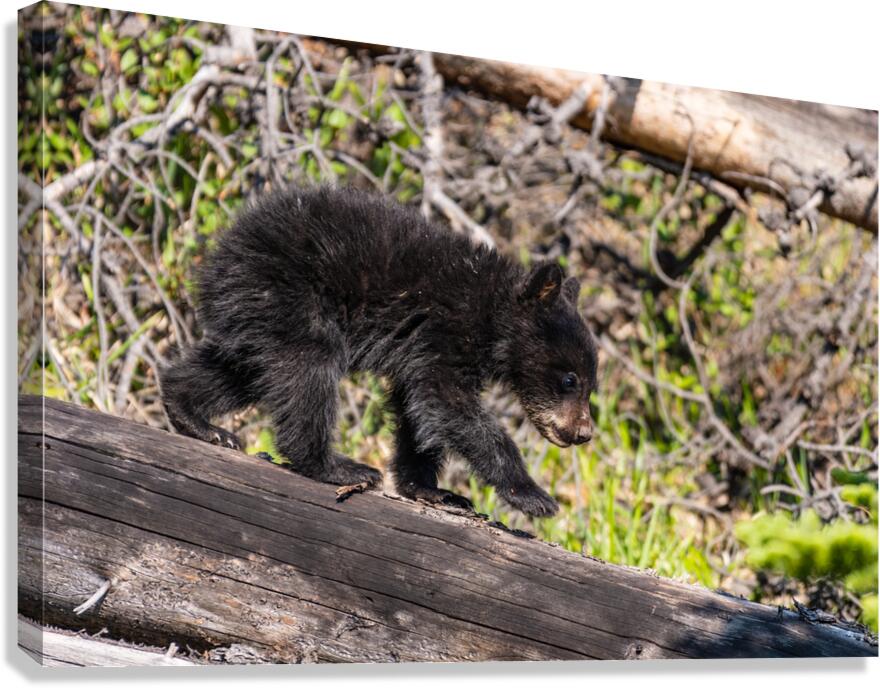 Black Bear Cub Canvas Print
