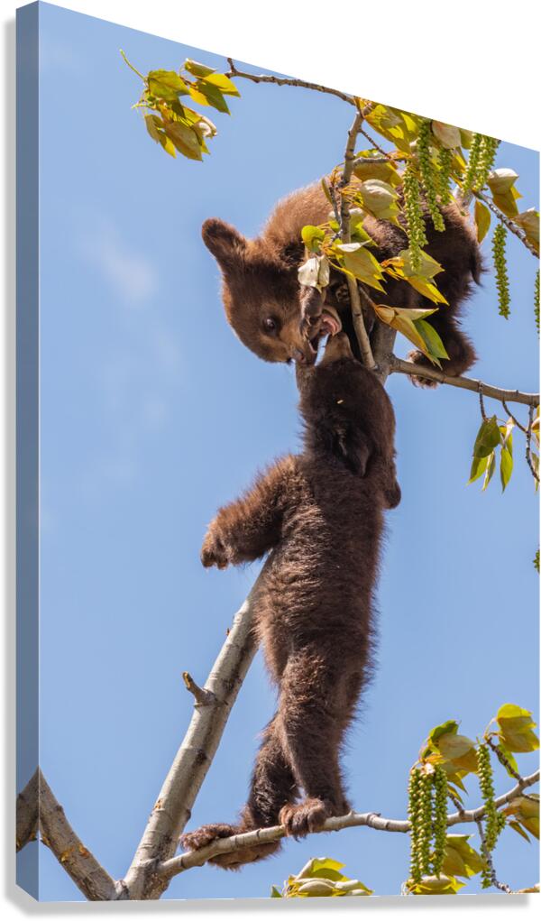Black Bear Cubs Canvas Print