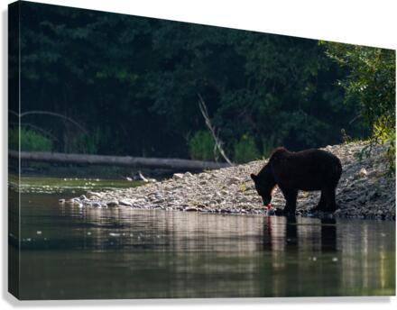 Grizzly Sow Canvas Print
