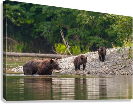 Grizzly Sow with Cubs Canvas Print