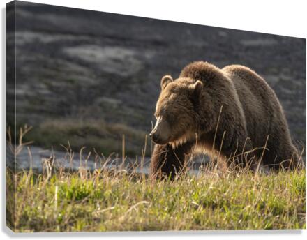Grizzly Sow Canvas Print