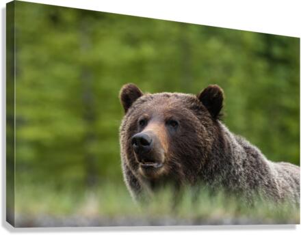 Grizzly Boar Canvas Print