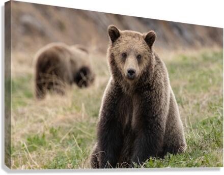 Grizzly Siblings Canvas Print