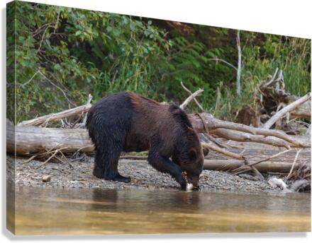 Grizzly Sow Canvas Print