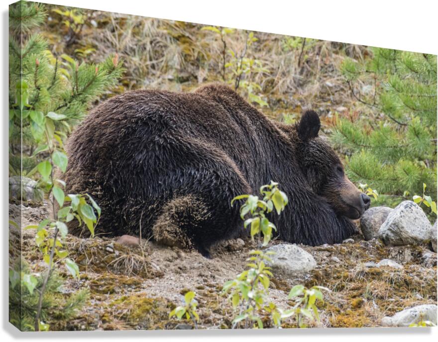Grizzly Boar Canvas Print