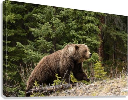 Grizzly Boar Canvas Print