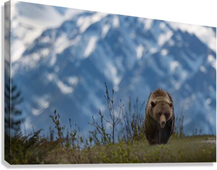 Grizzly Boar Canvas Print
