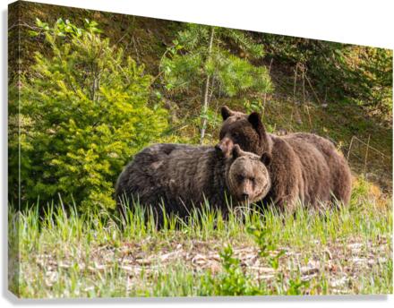 Grizzly Sow with Cub Canvas Print