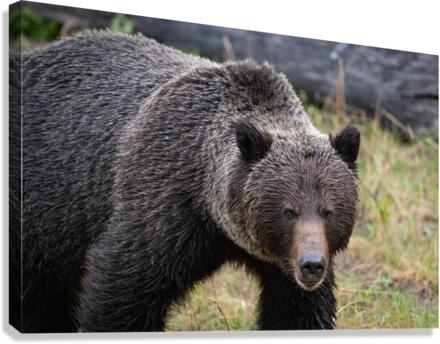 Grizzly Boar Canvas Print