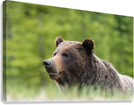 Grizzly Boar Canvas Print