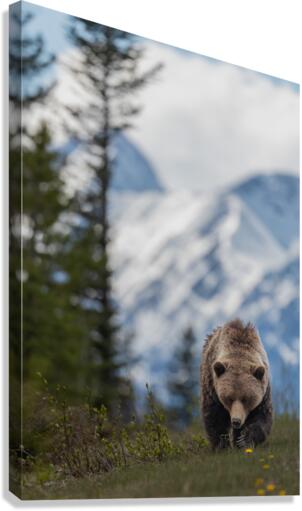 Grizzly Boar Canvas Print