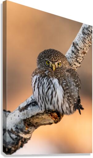 Northern Pygmy Owl Canvas Print