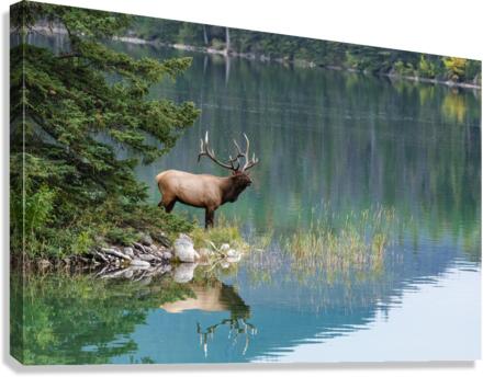 Bull Elk Canvas Print